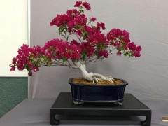 新人才盆景竞赛由美国盆景学会在MABS提供支持