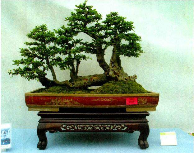 盆景的老化原因分析与更新复壮措施