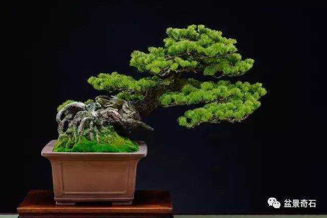 松树盆景的浇水技巧