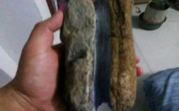 图解 金弹子附石老桩盆景套袋发芽的方法