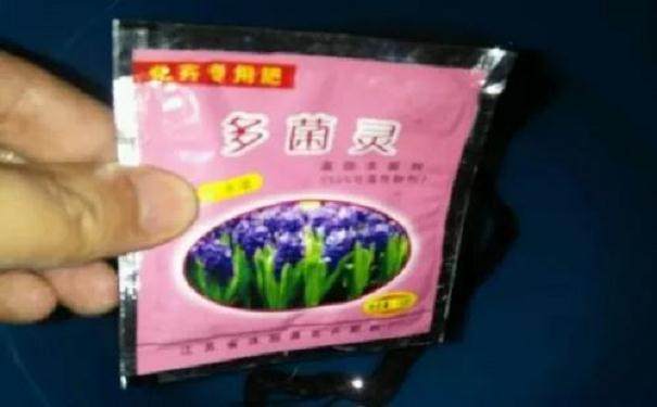 图解 金弹子附石老桩盆景套袋发芽的方法