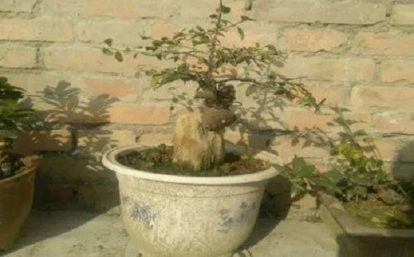 图解 金弹子附石老桩盆景套袋发芽的方法