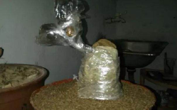 图解 金弹子附石老桩盆景套袋发芽的方法