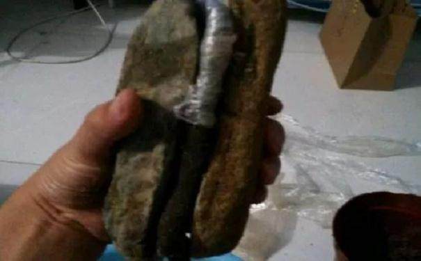 图解 金弹子附石老桩盆景套袋发芽的方法