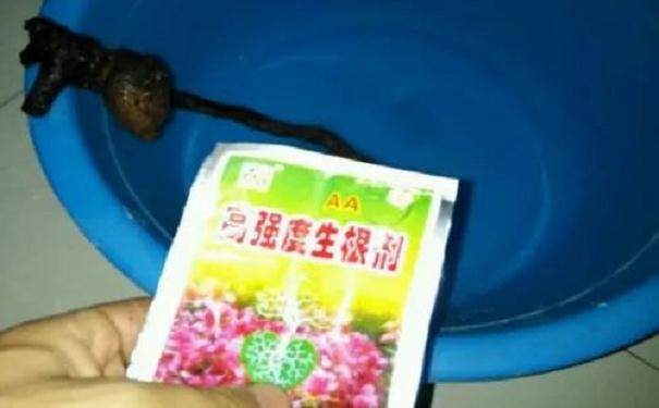 图解 金弹子附石老桩盆景套袋发芽的方法