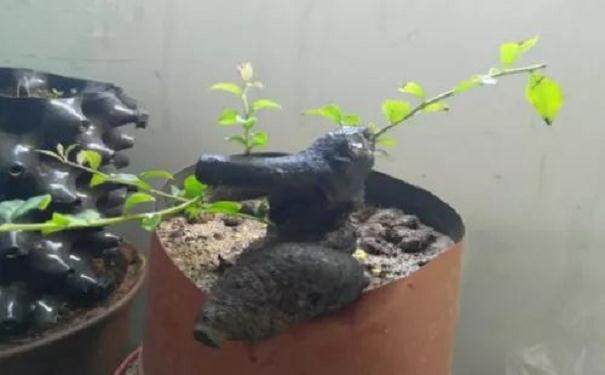 图解 金弹子附石老桩盆景套袋发芽的方法