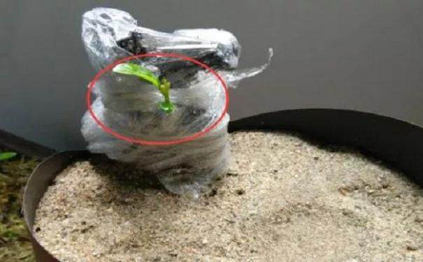 图解 金弹子附石老桩盆景套袋发芽的方法