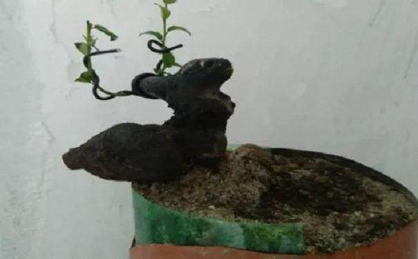 图解 金弹子附石老桩盆景套袋发芽的方法