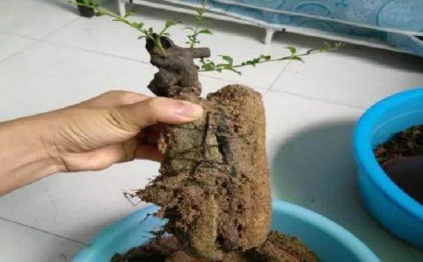 图解 金弹子附石老桩盆景套袋发芽的方法