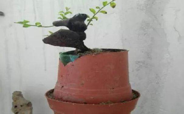 图解 金弹子附石老桩盆景套袋发芽的方法