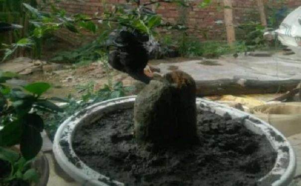 图解 金弹子附石老桩盆景套袋发芽的方法