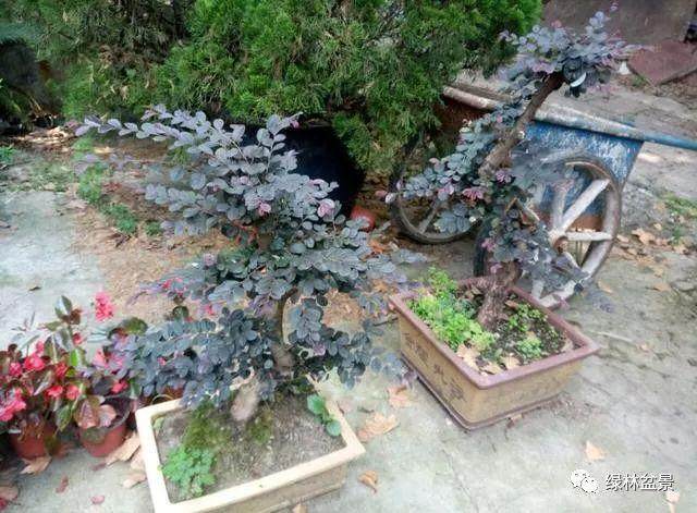 作为盆景初学者 这4步 让你一定少走很多弯路