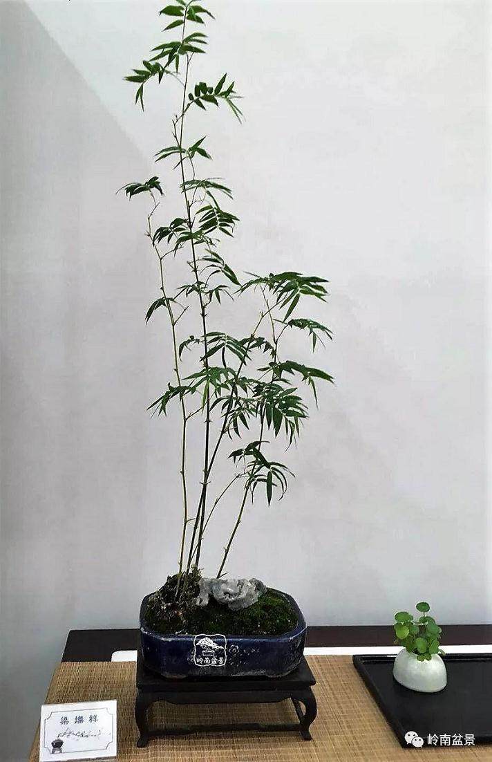 韩学年我对素仁格盆景的悟习体会