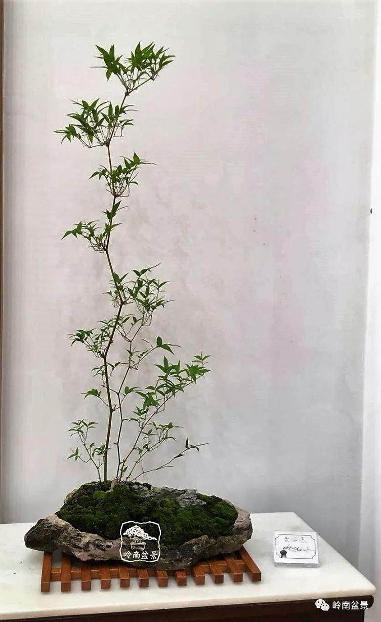 韩学年我对素仁格盆景的悟习体会