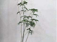 韩学年我对素仁格盆景的悟习体会