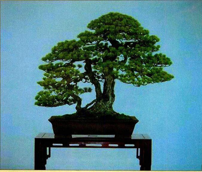 我对三角形盆景造型法的认识