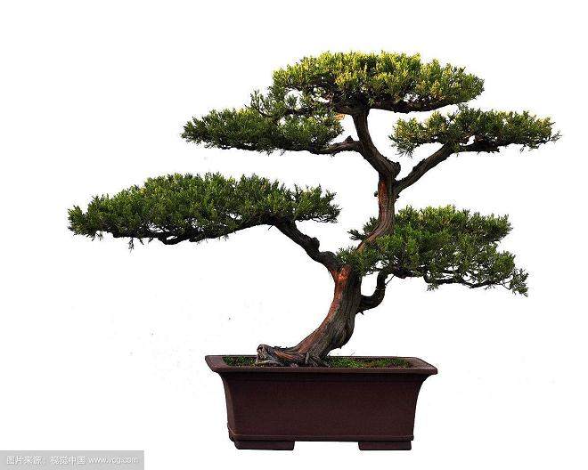 正确对待各种形式的盆景艺术