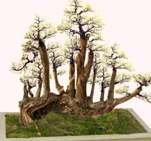 一本多干的优美盆景《群贤毕至》就突兀在眼前