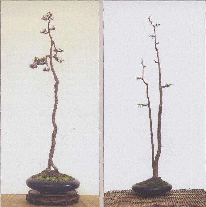 中国盆景大观园和常州宝盛园试作了两个素仁格