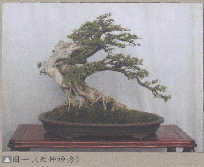 记盆景作品《蓦然回首》的制作过程