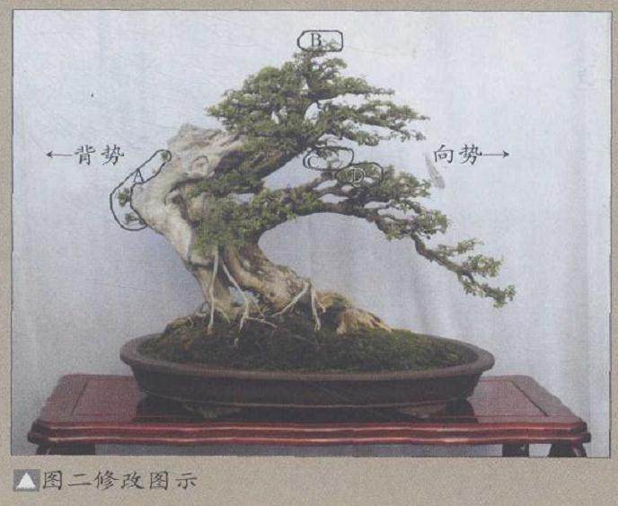 记盆景作品《蓦然回首》的制作过程