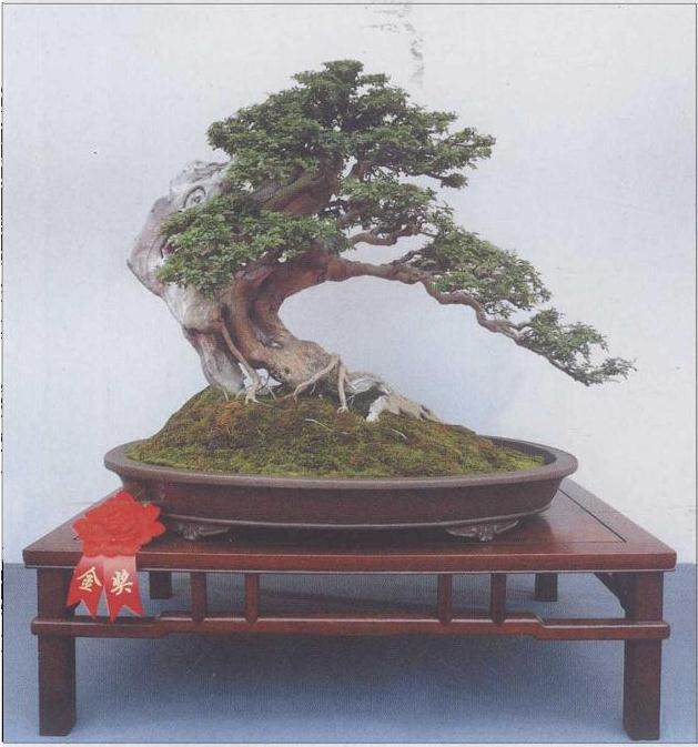 记盆景作品《蓦然回首》的制作过程