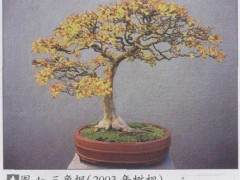 参观美国国家盆景博物馆有感