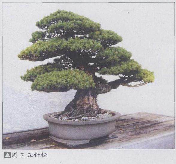 参观美国国家盆景博物馆有感