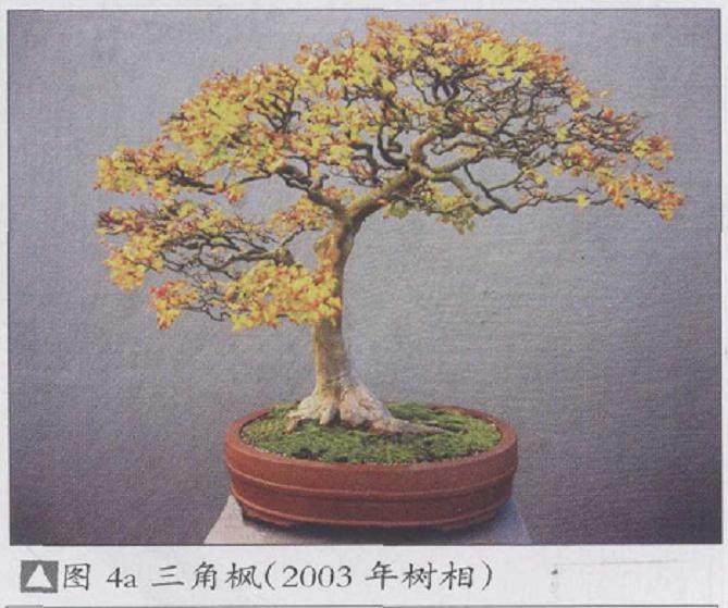 参观美国国家盆景博物馆有感