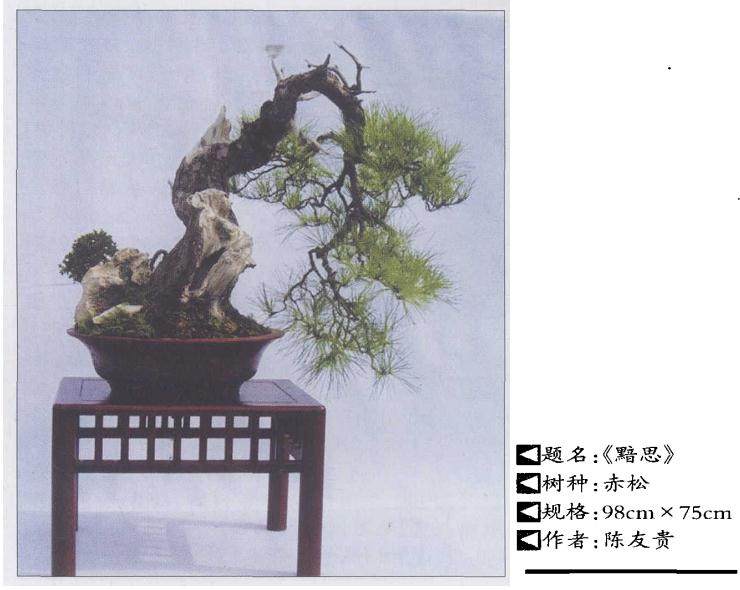 上山采挖下山桩时要仔细 千万不能伤根