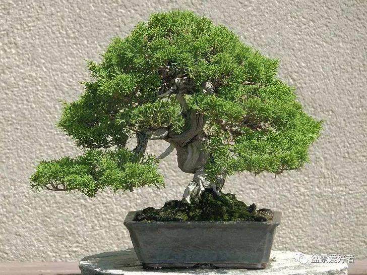 我每年都期待波托马克盆景协会春节