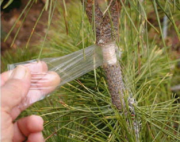来自空气分层的黑松盆景