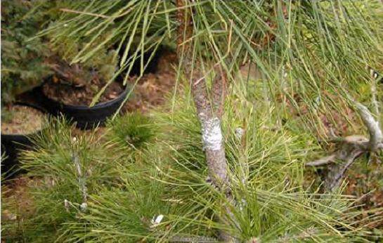 来自空气分层的黑松盆景
