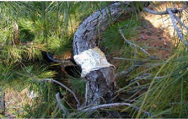 来自空气分层的黑松盆景