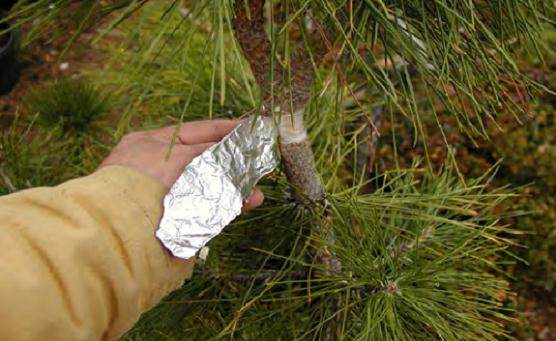 来自空气分层的黑松盆景