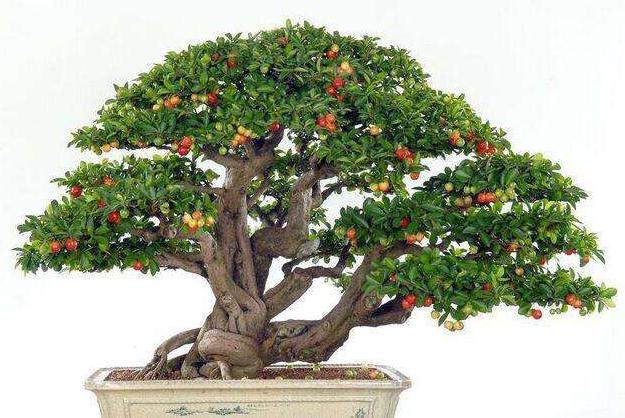 波托马克盆景协会成员收藏的樱桃盆景