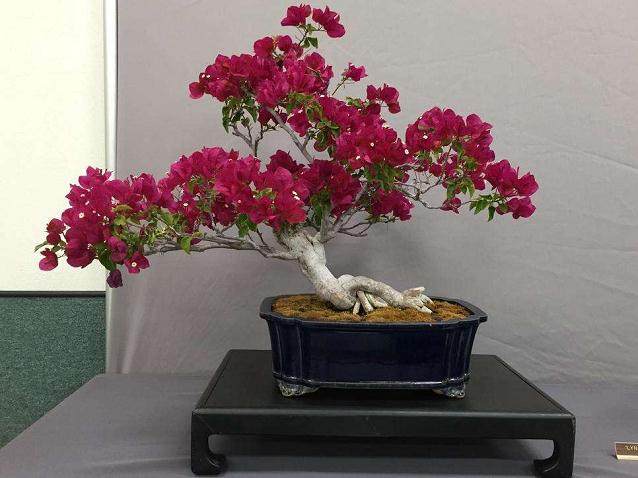 美国国家植物园举办波托马克盆景协会春季秀