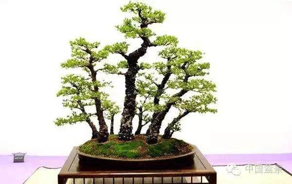 美国国家植物园举办的春季盆景节