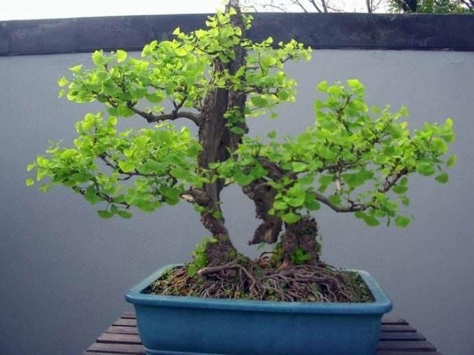 关于使用沙子种植盆景的问题