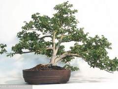 海峡两岸盆景交流合作之展望