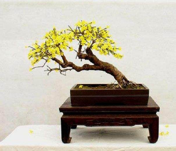 需要拥有丰富经验的人来领导波托马克盆景协会