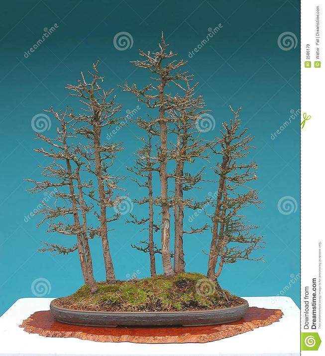 前往巴尔的摩盆景俱乐部参加盆景工作室的收集之旅