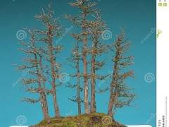 前往巴尔的摩盆景俱乐部参加盆景收集之旅