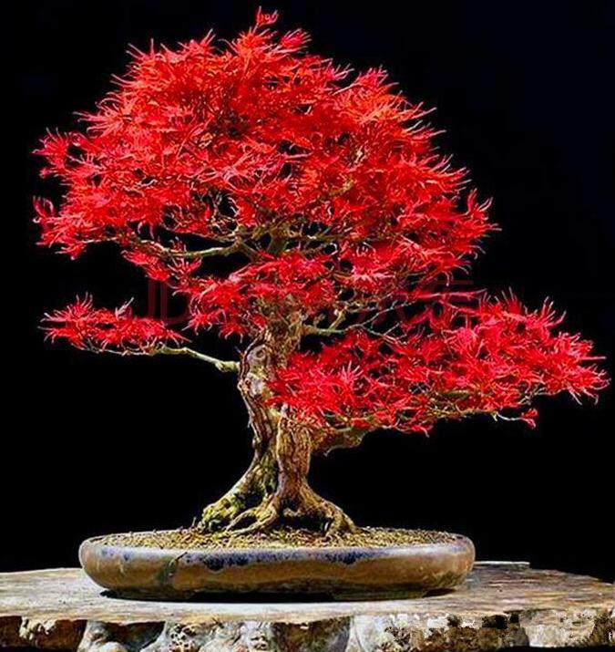 波托马克盆景协会春季秀在美国国家树木园