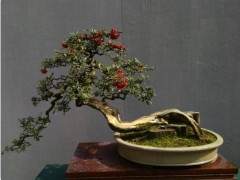 盆景从美国东海岸到西海岸 要一周才到 太慢了