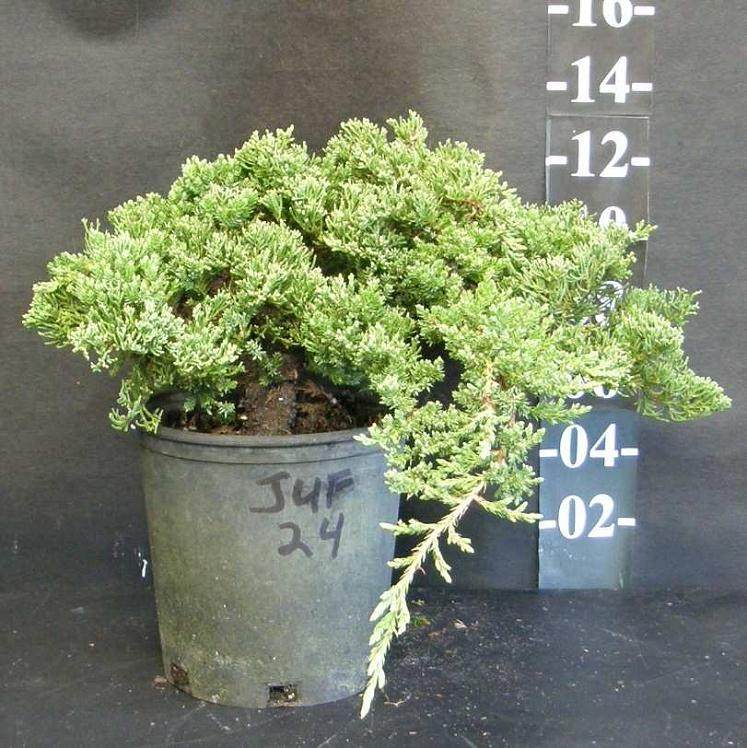 布鲁克林盆景修剪和训练后的同一张杜松照片