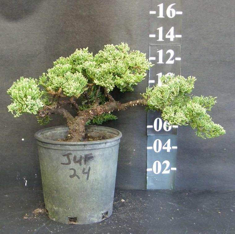 布鲁克林盆景修剪和训练后的同一张杜松照片