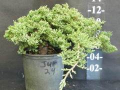 布鲁克林盆景修剪和训练后的同一张杜松照片