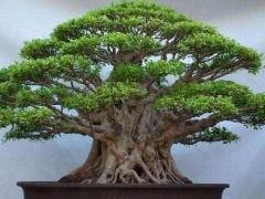 为了更好地服务客户 我们现在直接从中国进口盆子