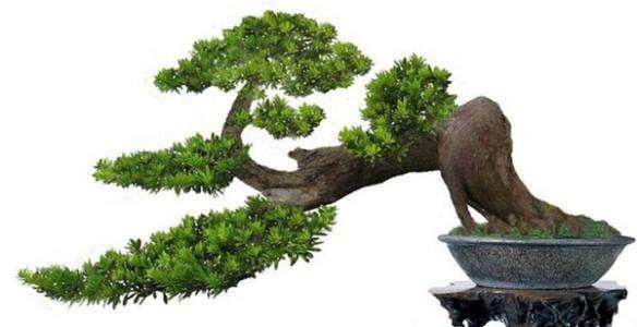 排水是必不可少的 虽然盆景根需要恒定的水分 